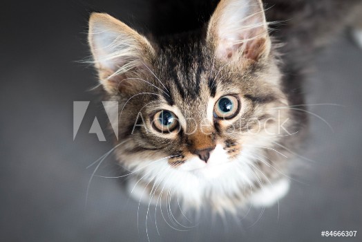 Picture of Little fluffy kitten on a gray background